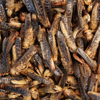 Freeze-dried grasshoppers 9 grams