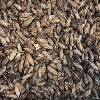 Freeze-dried house crickets 70 grams