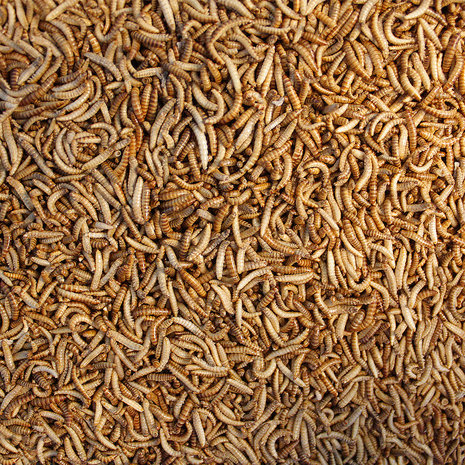 Freeze-dried buffalo beetle larvae 15 grams