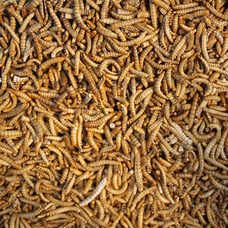 Freeze-dried mealworms 13 grams