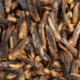 Freeze-dried grasshoppers 9 grams_